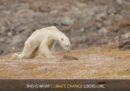 L'orso polare di quel video virale forse non è morto per il cambiamento climatico