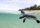 La resistenza delle giovani tartarughe marine