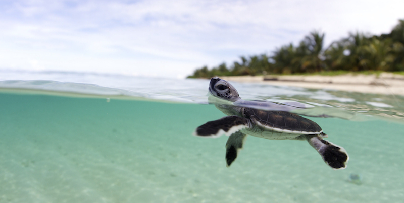 Una giovane tartaruga verde poco lontano dalla spiaggia in cui è nata, sull'isola Baguan, nelle Filippine, nel novembre 2011 (AP Photo/Keith A. Ellenbogen)