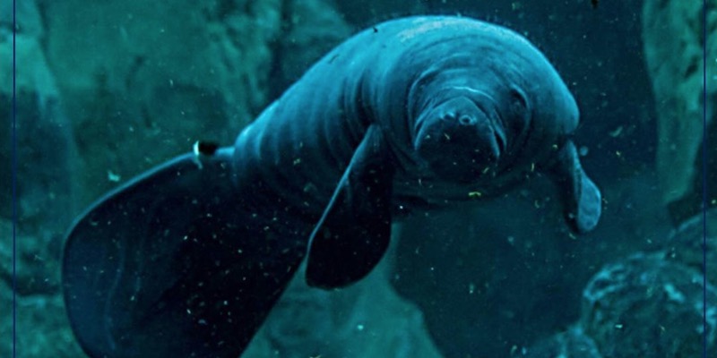 Il lamantino nato l'8 febbraio 2018 all'Acquario di Genova