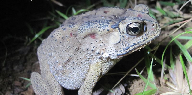 Un rospo comune asiatico in Madagascar (Pagina Facebook del Madagascar Fauna & Flora Group)