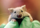 Per aiutare la ricerca bisogna rendere gli animali da laboratorio più felici?