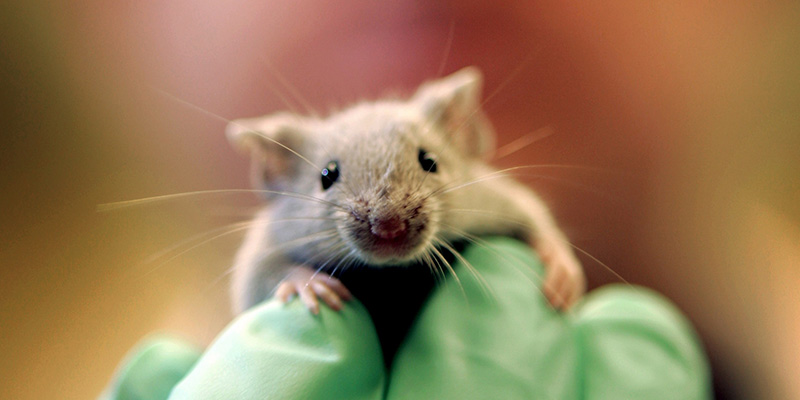 Per aiutare la ricerca bisogna rendere gli animali da laboratorio più felici?
