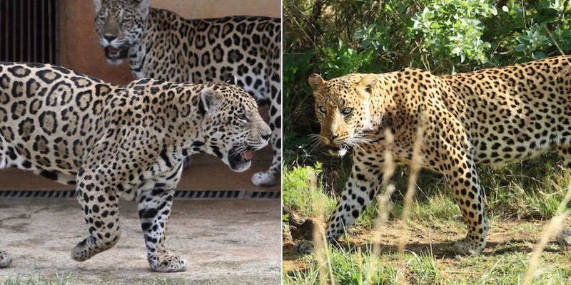 Uno è un giaguaro, l'altro è un leopardo (AP Photo/Eraldo Peres - Richard Heathcote/Getty Images)