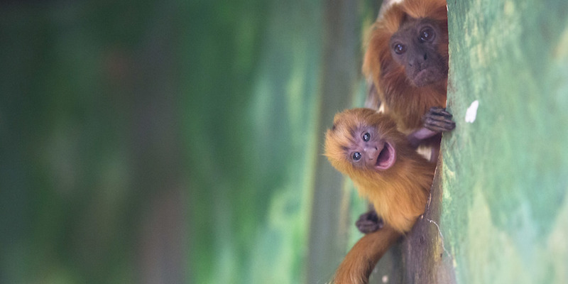 Due grandi scimmie leonine, tra gli animali più rari al mondo, allo zoo di Gerusalemme
(AP Photo/Sebastian Scheiner)