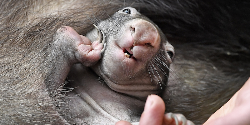 Un vombato appena nato, nel marsupio di sua madre allo zoo di Duisburg, Germania
(AP Photo/Martin Meissner)