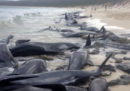 150 cetacei si sono spiaggiati nell'estremo sud-ovest dell'Australia