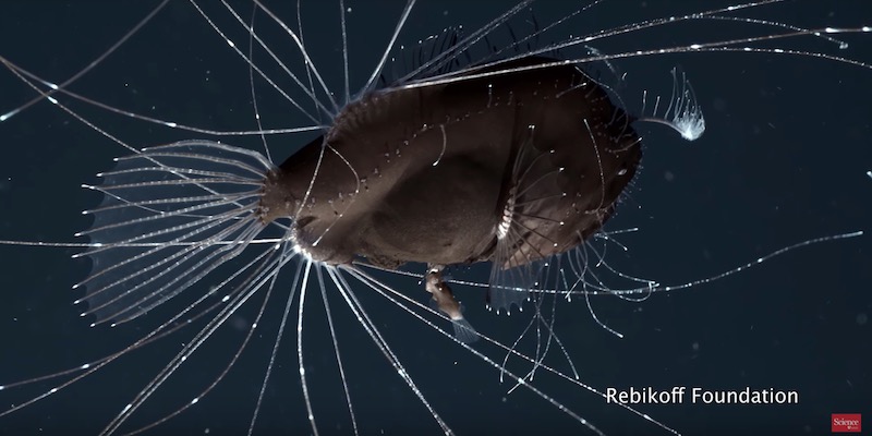 Fermo immagine di un video pubblicato dalla rivista Science in cui si vedono un maschio e una femmina di Caulophryne jordani, una specie di pesci abissali (Kirsten e Joachim Jakobsen/Science)
