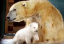 Come se la cava il cucciolo di orso polare nato in Scozia