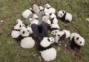 Panda di supporto emotivo