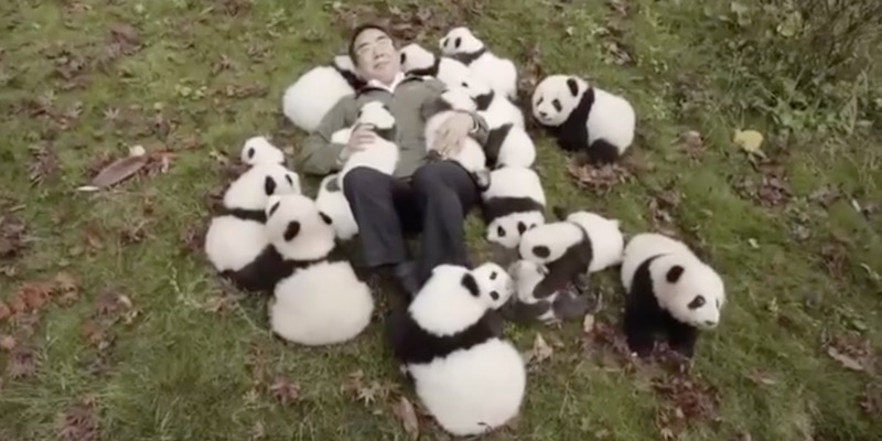 Panda di supporto emotivo