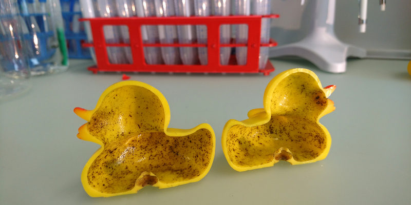 Uno dei giocattoli analizzati dai ricercatori svizzeri che hanno scoperto che le paperelle per il bagno sono piene di batteri (Eawag)