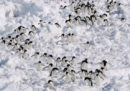 La cacca di 1,5 milioni di pinguini si vede dallo Spazio