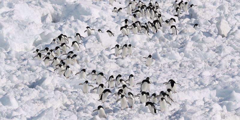 Pinguini di Adelia in Antartide, il 20 dicembre 2016 (AP Imagese/Kyodo)