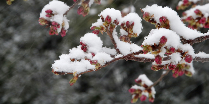 Fiori di ciliegio coperti dalla neve, il secondo giorno di primavera
(AP Photo/Jacquelyn Martin)
