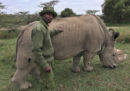 È morto l'ultimo esemplare maschio di rinoceronte bianco settentrionale