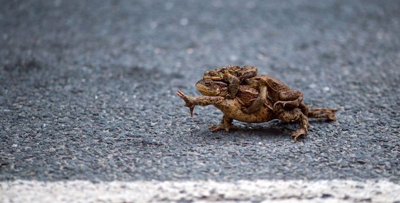 Weekly Beasts di sabato 14 aprile 2018