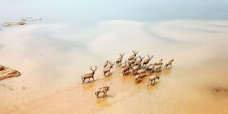 Cervi milu nel lago Poyang a Shangrao, Cina
(Imagechina via Ap Images)