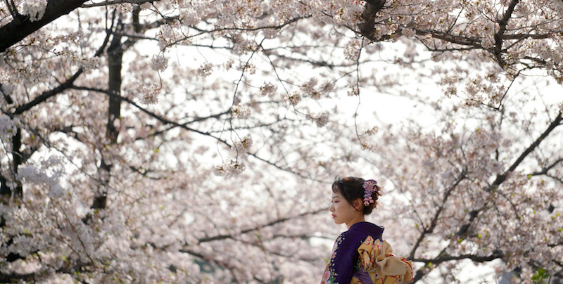 Una ragazza in kimono in un parco a Tokyo, 29 marzo 2018
(AP Photo/Eugene Hoshiko)