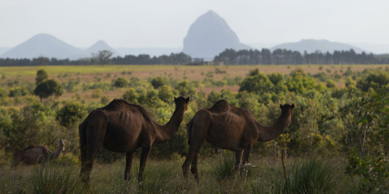 Dromedari nei pressi di Sunshine Coast, Queensland, nell'est dell'Australia (Lisa Maree Williams/Getty Images)