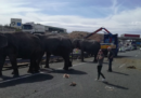 In Spagna un'autostrada è rimasta chiusa per due ore a causa di quattro elefanti
