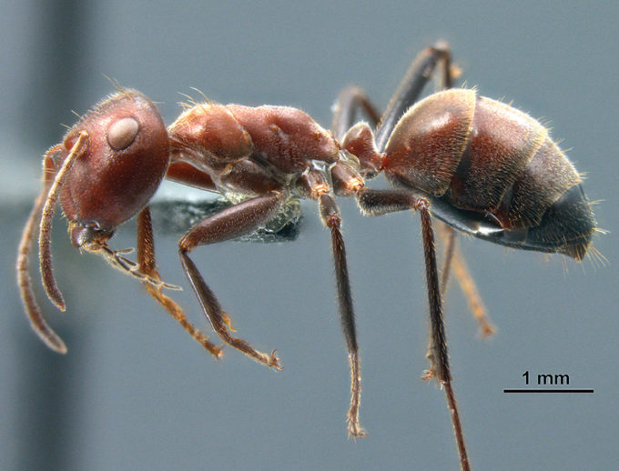 Anche le formiche, nel loro piccolo - My Tube - Blog - mnc.lt