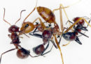 Queste formiche si fanno esplodere per salvare le loro compagne
