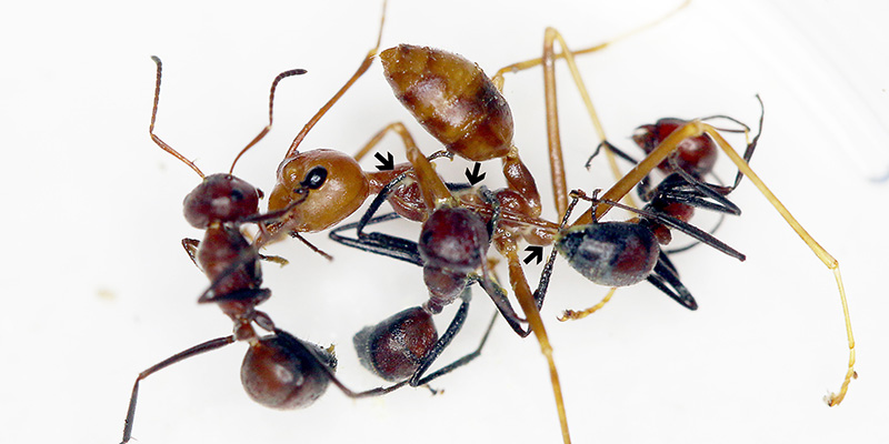 formiche sul pene