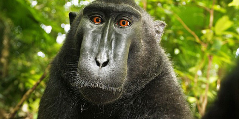 L'ultima puntata (forse) della storia del selfie del macaco
