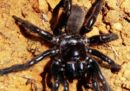 Sapete quanti anni aveva il ragno più vecchio del mondo?