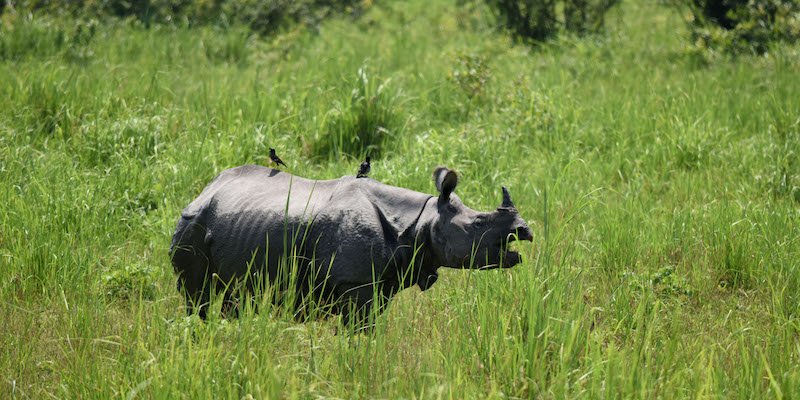Un rinoceronte indiano nel parco di Kaziranga, il 2 giugno 2016 (BIJU BORO/AFP/Getty Images)