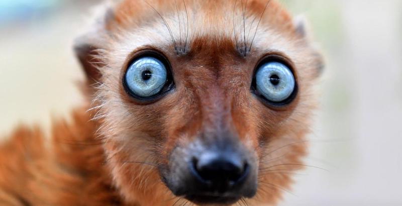 Un lemure dagli occhi azzurri allo zoo di Colonia, Germania
(EPA/SASCHA STEINBACH/ANSA)
