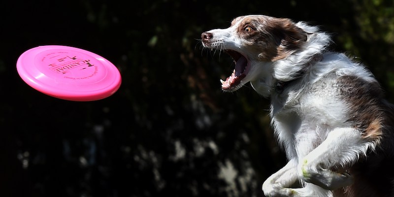 Un border collie di nome Spring cerca di afferrare un frisbee durante un torneo organizzato alla mostra canina Woofstock 90210, a Beverly Hills, in California, l'8 marzo 2015 (MARK RALSTON/AFP/Getty Images)