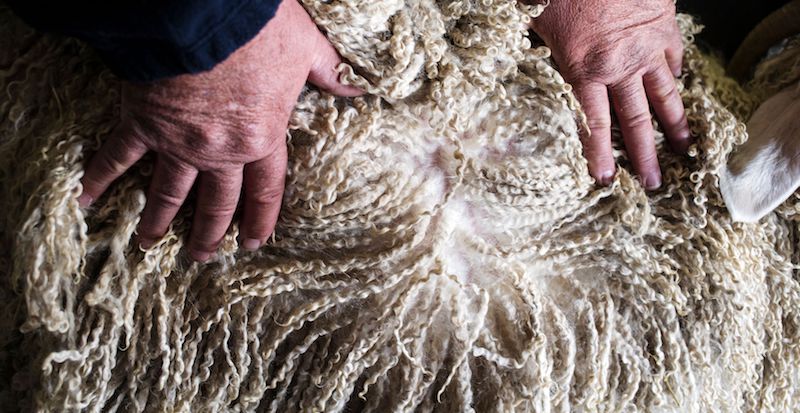 La lana di una capra Angora da cui si ricava il mohair
(WIKUS DE WET/AFP/Getty Images)