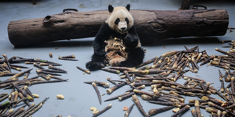 (Wang He/Getty Images)
