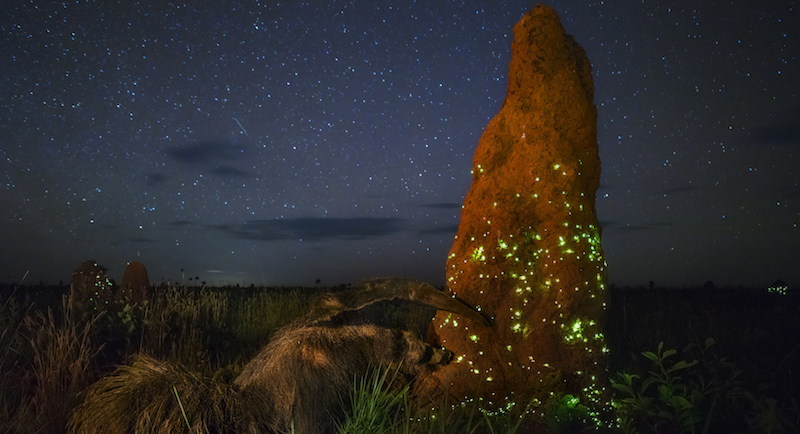 The night raider
© Marcio Cabral - Wildlife Photographer of the Year/PA Wire/LaPresse