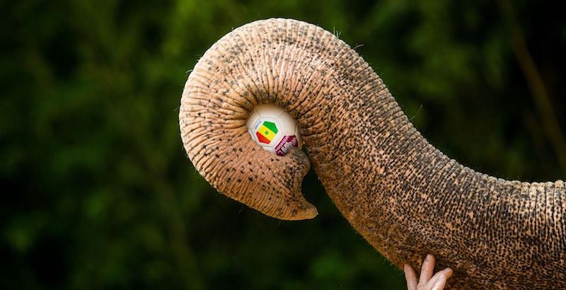 L'elefante Zella stringe nella proboscide un pallone da calcio con la bandiera del Senegal nello zoo di Stoccarda, in Germania. Con i Mondiali in arrivo le premonizioni sul vincitore sono state affidate ad animali sparsi per il mondo, nella speranza di rimpiazzare il famoso polpo Paul
(CHRISTOPH SCHMIDT/AFP/Getty Images)