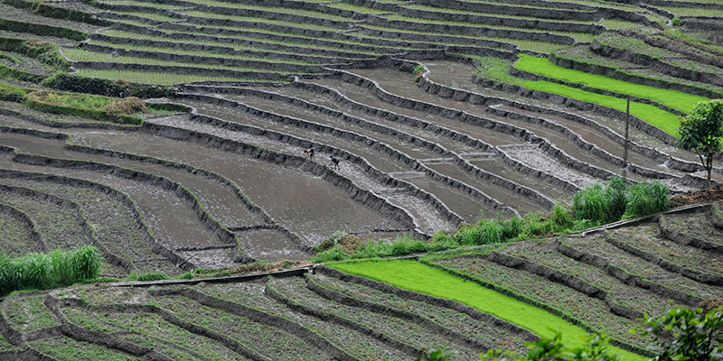 Campi coltivati vicino a Gangtok, capitale dllo stato indiano del Sikkim, luglio 2013 (DIPTENDU DUTTA/AFP/Getty Images)