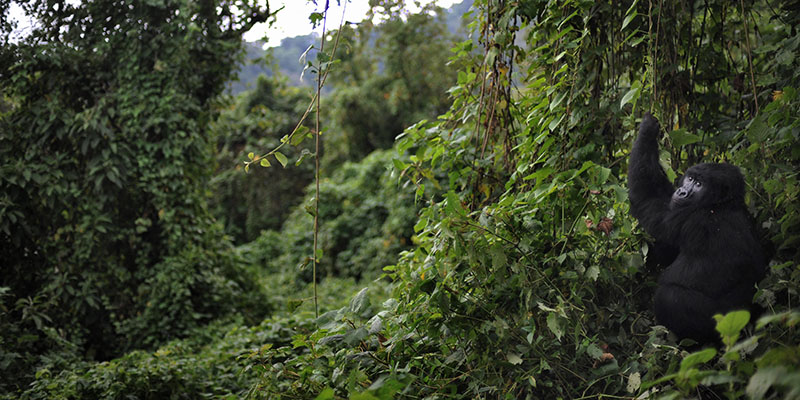 Un gorilla nel Parco Nazionale Virunga, Congo, 28 novembre 2008 (ROBERTO SCHMIDT/AFP/Getty Images)