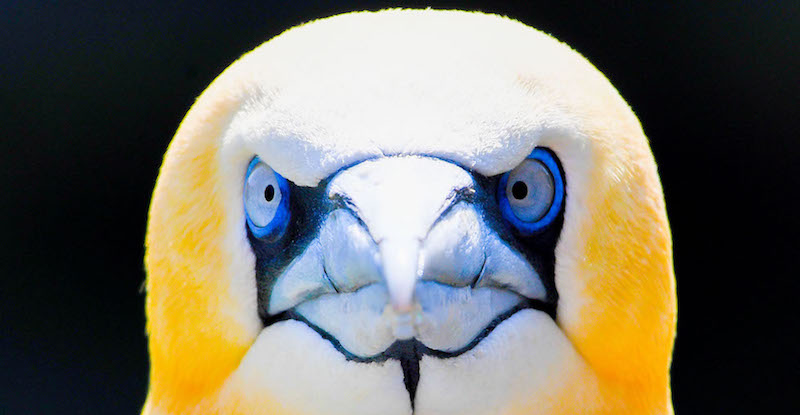 Un morus, un uccello marino della famiglia dei Sulidi, grande più o meno come un'oca, nello zoo di Bremerhaven, in Germania
(PATRIK STOLLARZ/AFP/Getty Images)