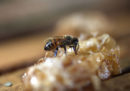 Le api comprendono il concetto di zero?