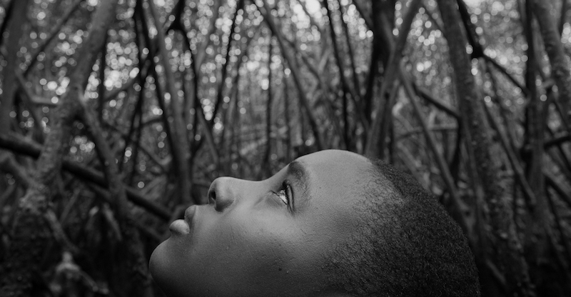 I signori delle mangrovie