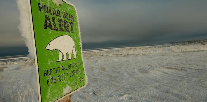 Un orso polare ha ucciso un uomo sull'isola di Sentry, in Canada