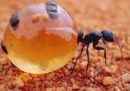 La cosa più buona mangiata dallo chef del Noma l'anno scorso è stata una formica ?