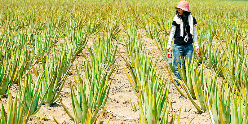 Un campo di Aloe vera in Texas, Stati Uniti (AP/Valley Morning Star, Gabe Hernandez)