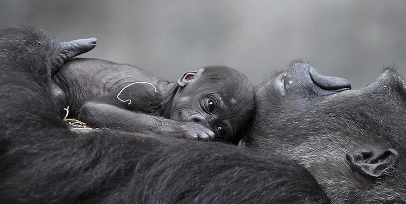 Cucciolo e madre di gorilla beringei graueri allo zoo di Brookfield, Illinois
(Jim Schulz/Chicago Zoological Society via AP)