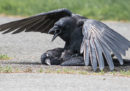 A volte i corvi fanno sesso con i morti