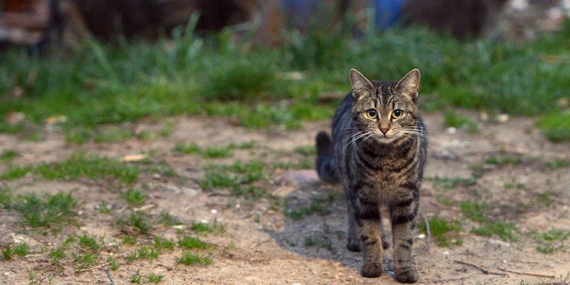 Un gatto randagio in un quartiere di Washington DC, il 4 aprile 2014 (MANDEL NGAN/AFP/Getty Images)