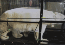 Come s'insegna a un orso polare a usare un tapis roulant