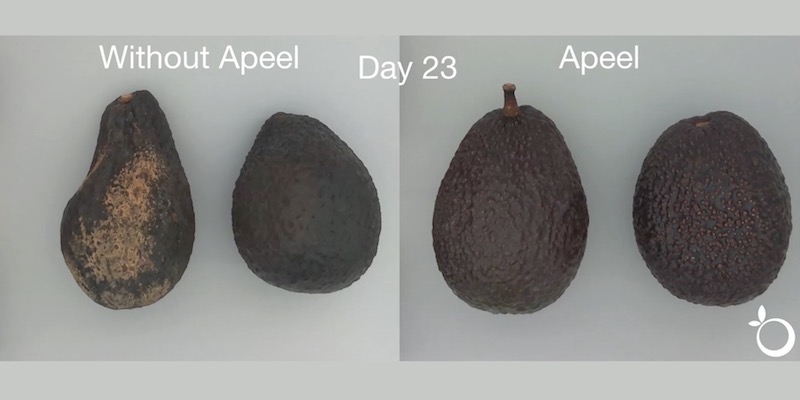 A sinistra due avocado, a destra due avocado trattati con Apeel, tutti 23 giorni dopo essere stati colti (Apeel)